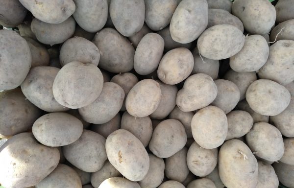 BIO-Kartoffeln